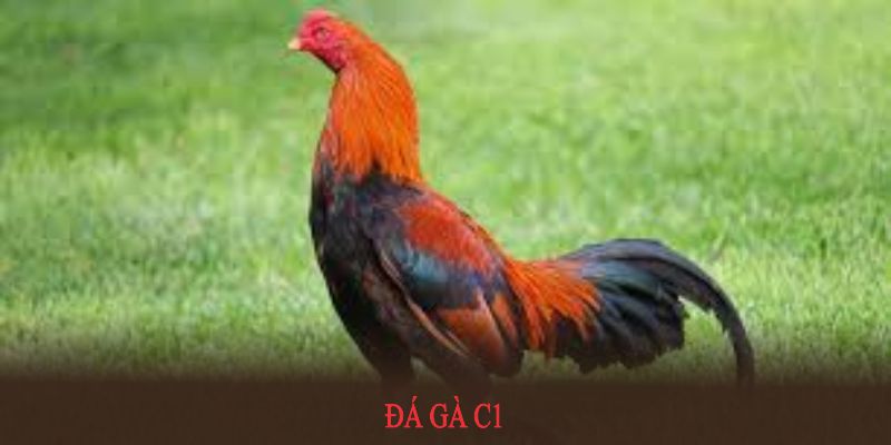 Đá Gà C1: Luật Chơi Cơ Bản Và Các Cửa Cược Tại 789win