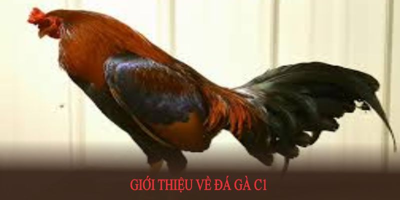 Đá gà C1 hội tụ nhiều nét tinh hoa, từ phương thức tổ chức đến cơ cấu giải thưởng