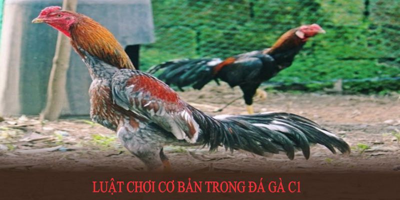 Luật chơi đá gà C1 tại sân chơi 789win cực đơn giản