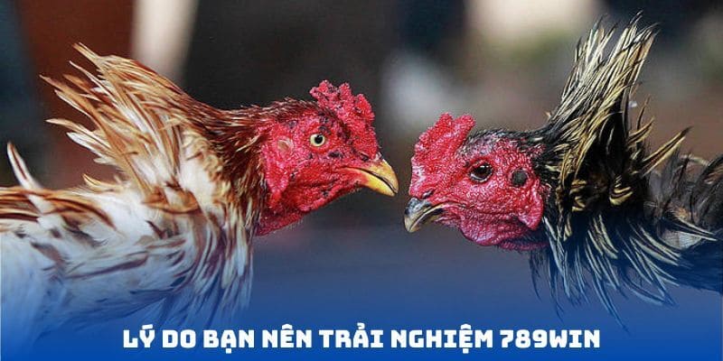 Đánh giá ưu điểm tuyệt vời của sách đá gà tại 789WIN