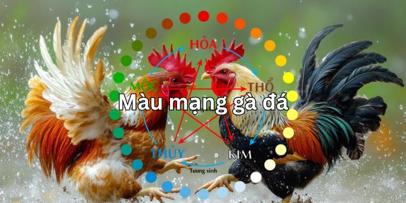 Ý nghĩa khi chọn màu mạng gà đá